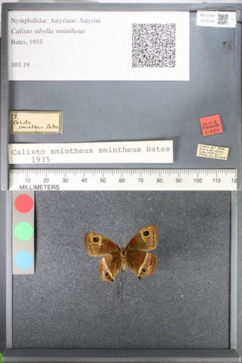 Media type: image;   Entomology 102787